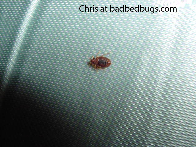 Bed bug on box spring