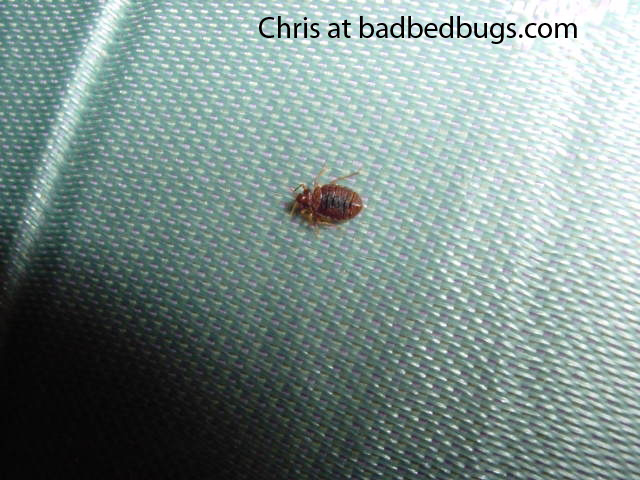 Bed bug on box spring Bed bug on box spring