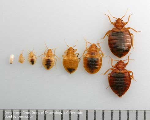 Bed Bug Chart