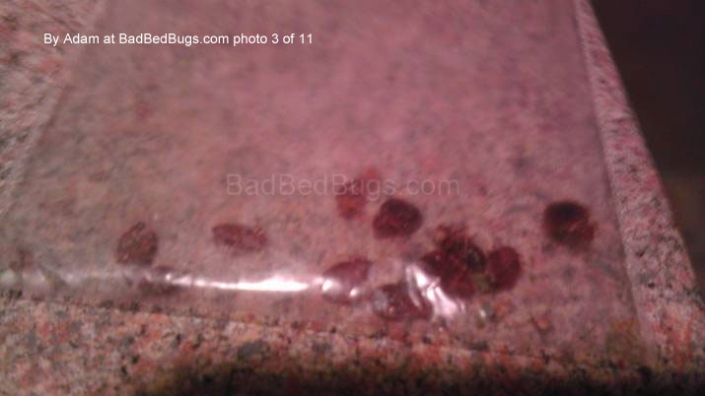 Bedbugs in a plastic baggie