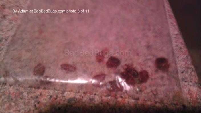 Bedbugs in a plastic baggie Bedbugs in a plastic baggie