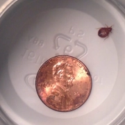 Adult bed bug shown next to penny inside a cup.
