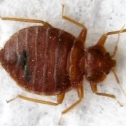 Flat adult bed bug on a napkin up close.