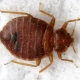 Flat adult bed bug on a napkin up close.