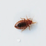 Adult bed bug with oval shape after feeding.