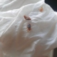 Bed bugs shown upside down on napkin.