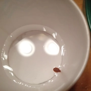 Bed bug floating in a cup of water.