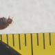 Bed bug shown next to ruler.
