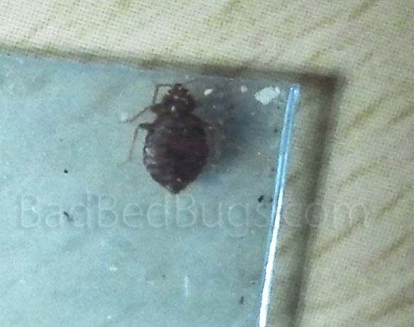 Adult bedbug in a blue plastic bag Adult bedbug in a blue plastic bag