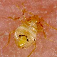 Unfed baby bed bug is a 1st instar