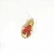 Bed bug nymph after the first feeding under microscope.