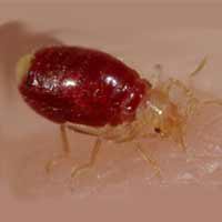 Baby bed bug during its first feeding