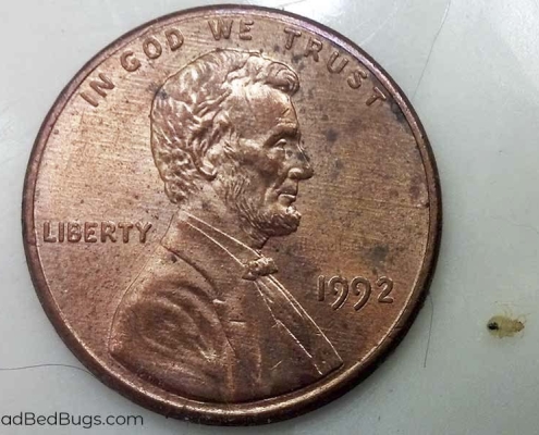 Size of a baby bed bug next to a penny
