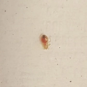 Baby bedbug nymph after minutes after second feeding.