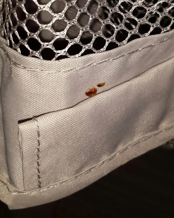 Baby crib cover infested by bed bugs.