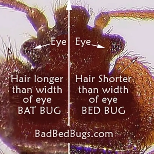 A bat bug compared to a bed bug side-by-side.
