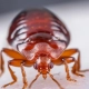 Bed bug shown in great detail and looking for it's next meal.