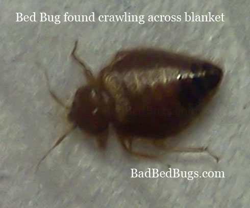 Magnified adult bedbug