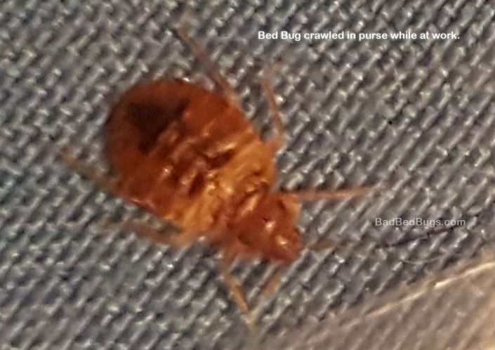 Bed bug crawled into purse Bed bug crawled into purse while at work!