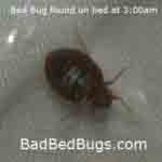 Bed bug found crawling at 3am