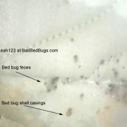 Bed bug droppings on mattress from garage sale.