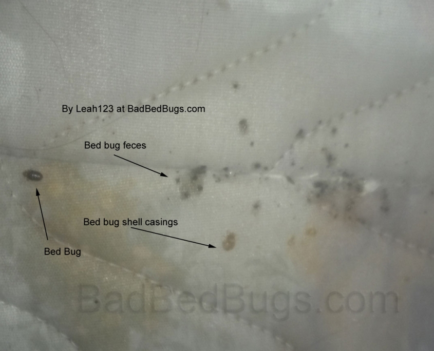 Bed bug poop on mattress