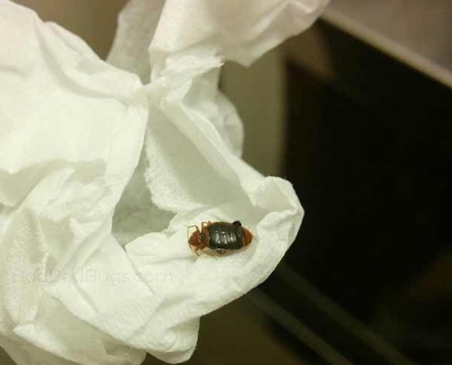 Adult bed bug engorged with blood after feeding