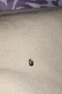 Bed bug found inside purse.