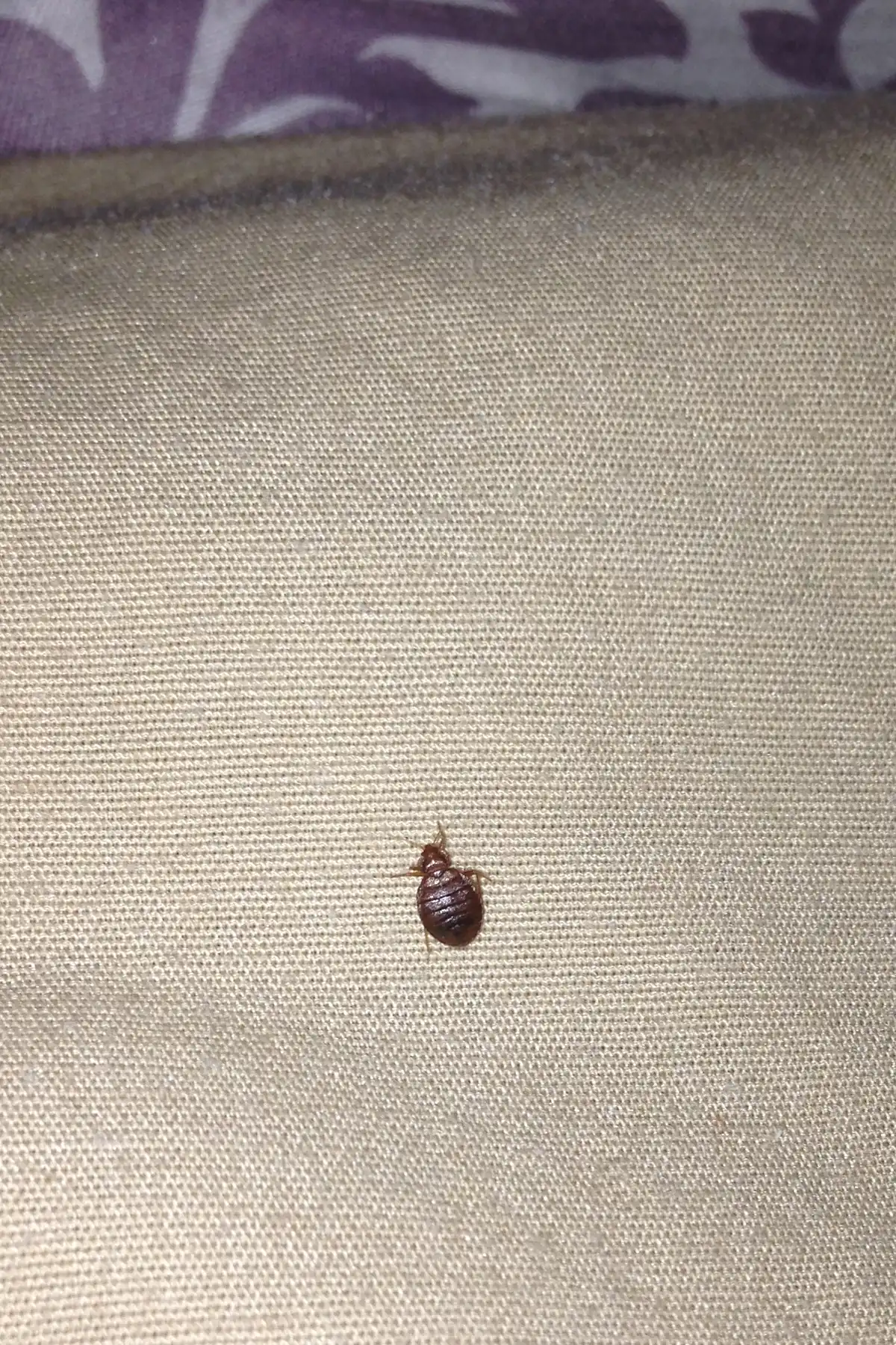 I brought a Bed Bug into my Crawled into Purse Work