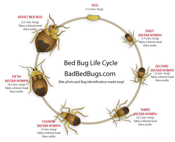 Bed Bug Life Cycle Bed Bug Life Cycle