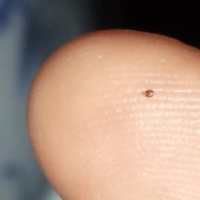 Bed bug nymph shown on a fingertip.