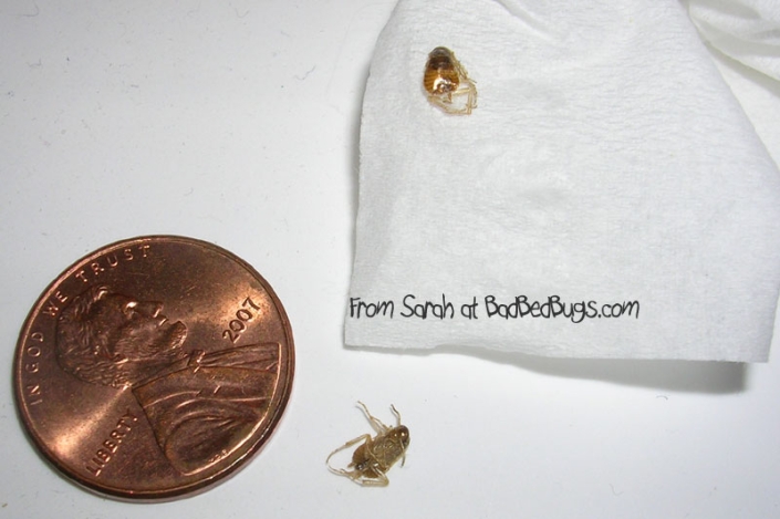 Two bedbugs next to a penny Two bedbugs next to a penny