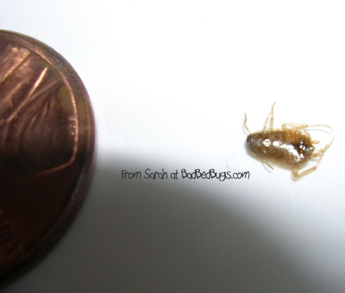 Brown bedbug next to penny