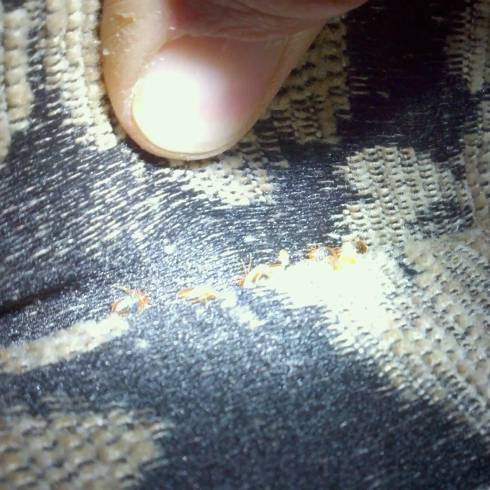 bed bugs hiding in seam of mattress.