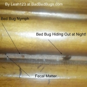 Bed bugs hiding in bed frame from garage sale.
