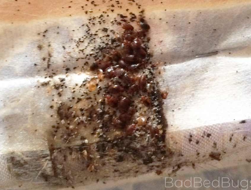 Bed bugs on mattress showing nest and eggs