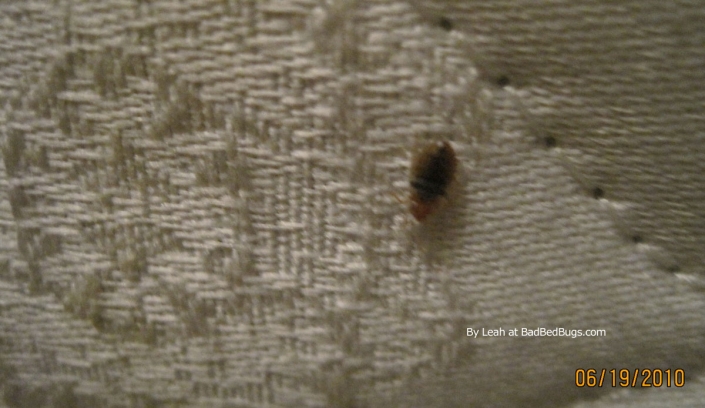 Bedbugs found on couch by Leah