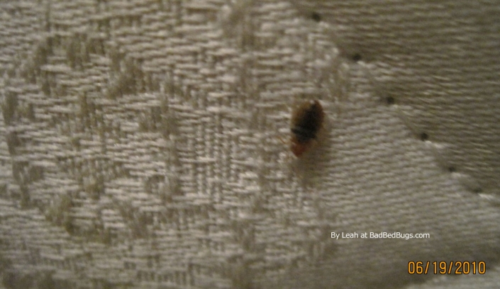 Bedbugs found on couch by Leah Bedbugs found on couch by Leah