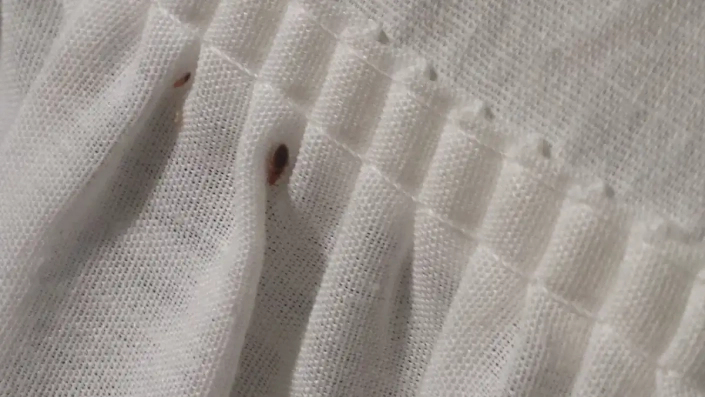 Bed bugs shown on a window curtain.