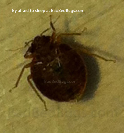 Dark round adult bedbug found at night Dark round adult bedbug found at night