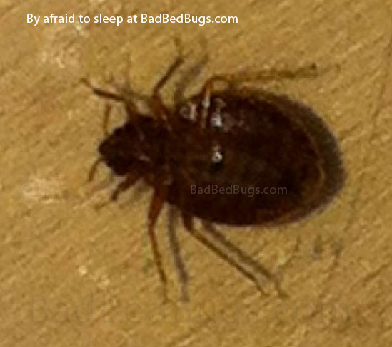 Bedbug on wood found at night Bedbug on wood found at night