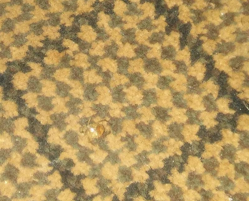 Bed bug shell that blends into carpet is excellent sign of infestation