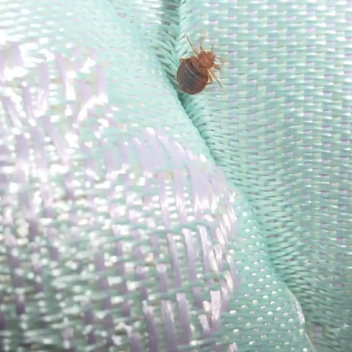 Close-up of an adult bedbug crawling between pillows.