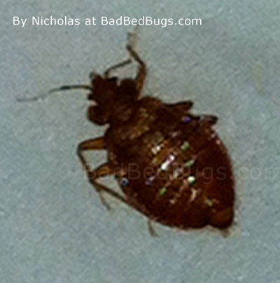 Bedbug found by Nicholas Nicholas found this bed bug