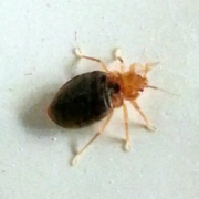 Adult bed bug full of blood after feeding on Trent.