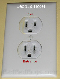 Bed bugs hide in these electrical outlets