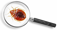 Identify your bug with our free online tool