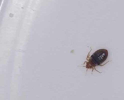Adult bed bug inside coffee lid