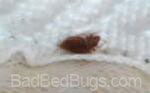 Bedbug in fold of white sheet