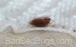 Bedbug in fold of white sheet Bedbug in fold of white sheet